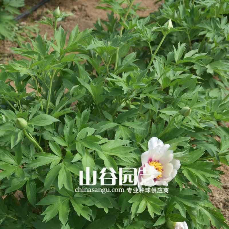 创世大发-芍药