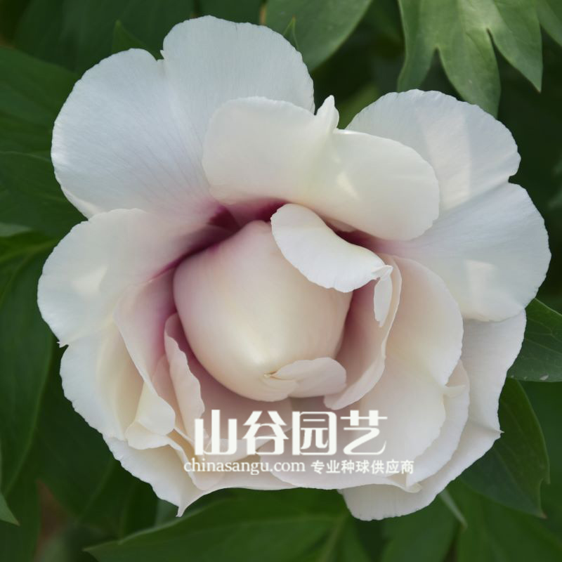 创世大发-芍药