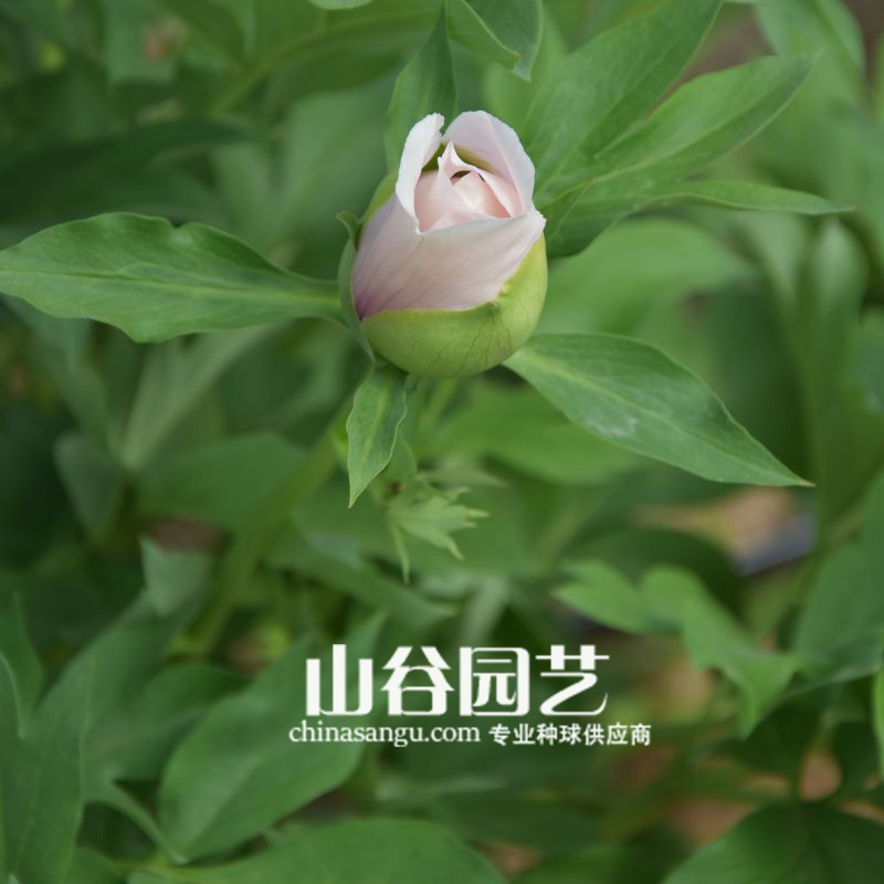 创世大发-芍药