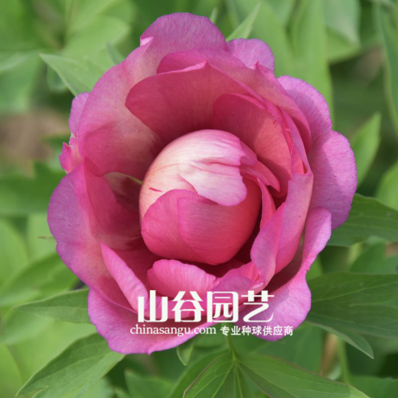 创世大发-芍药