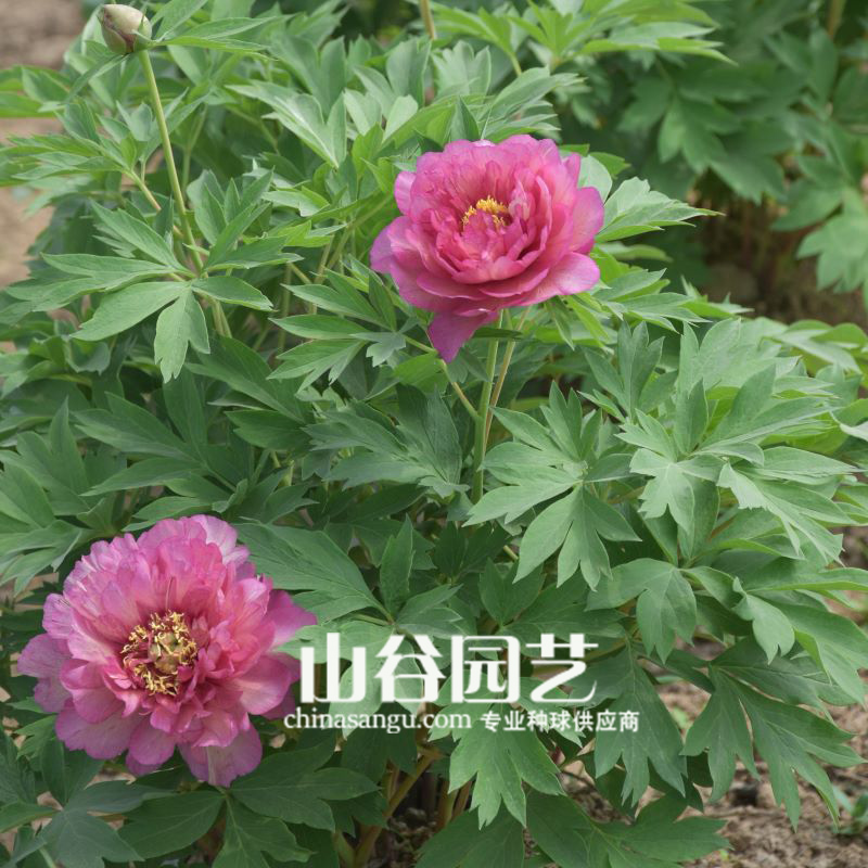 创世大发-芍药