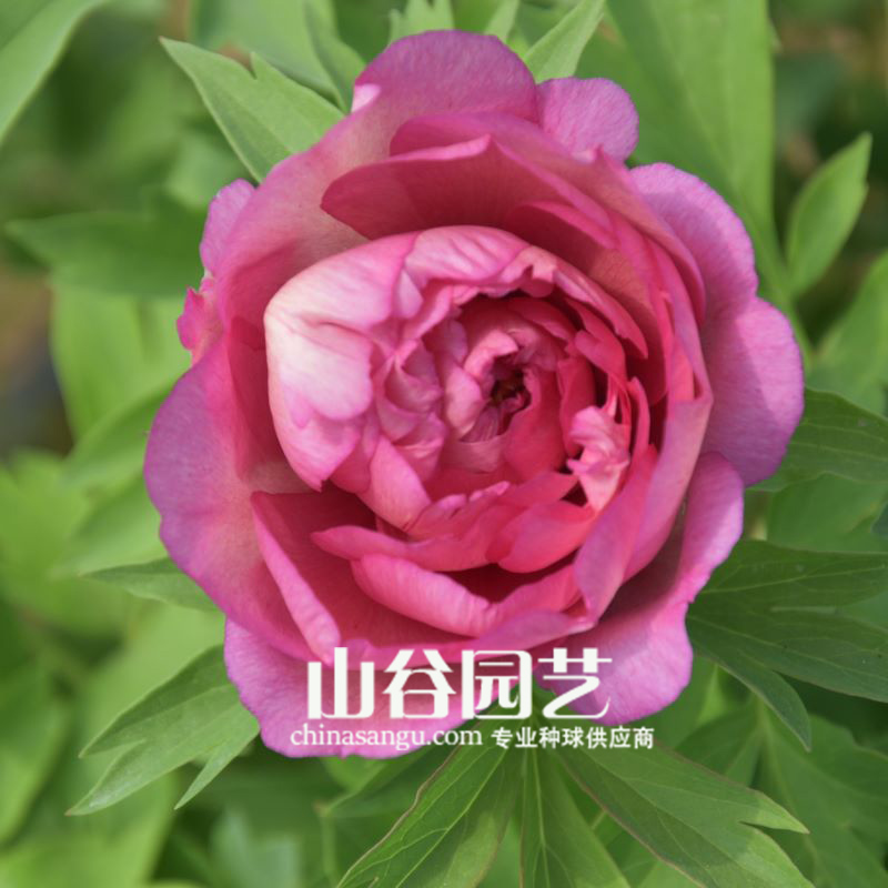 创世大发-芍药