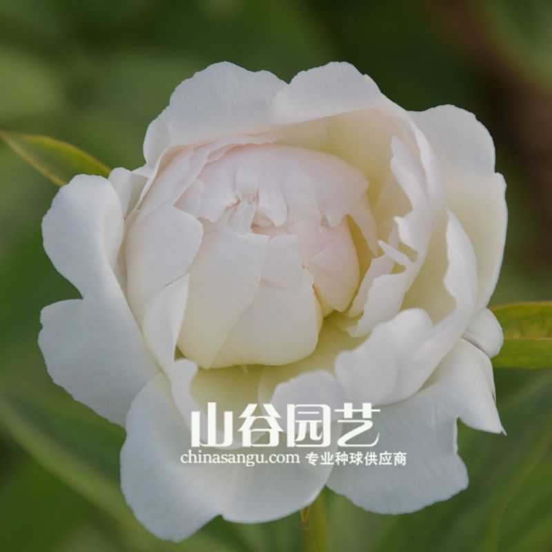 创世大发-芍药