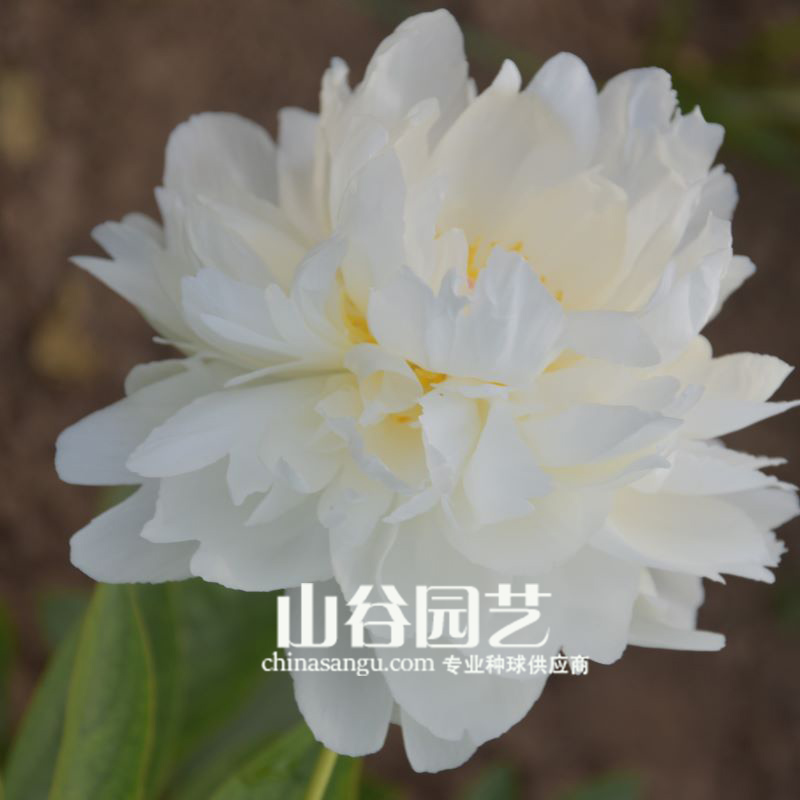 创世大发-芍药