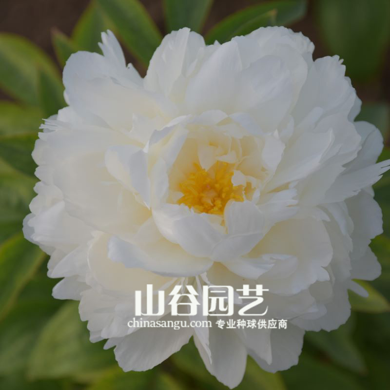 创世大发-芍药