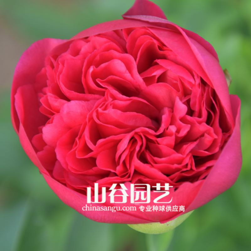 创世大发-芍药