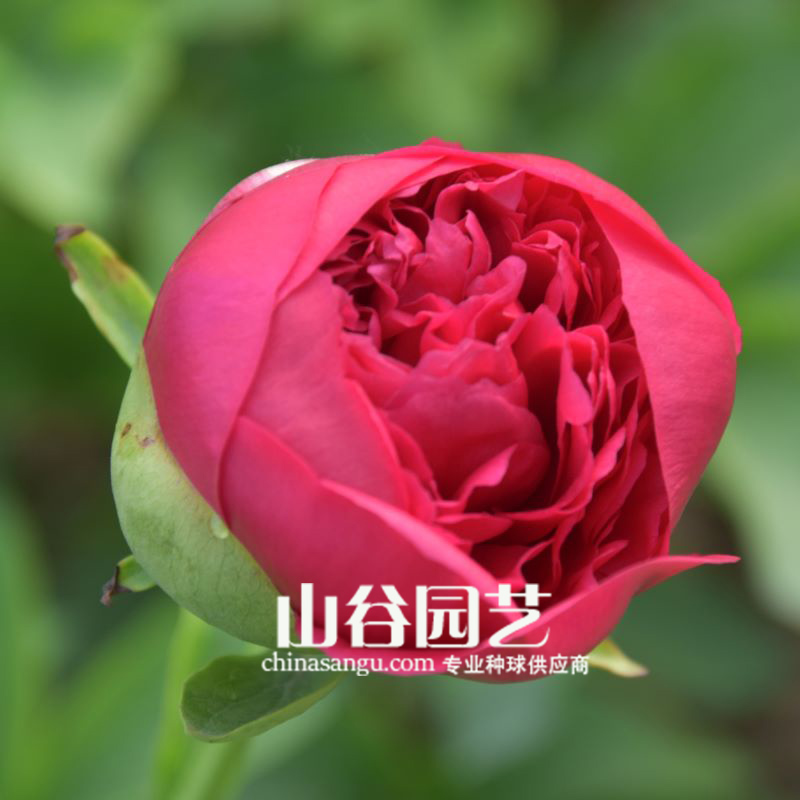 创世大发-芍药