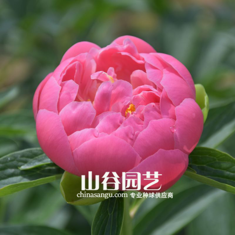 创世大发-芍药