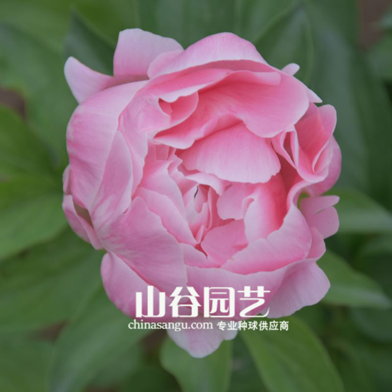 创世大发-芍药
