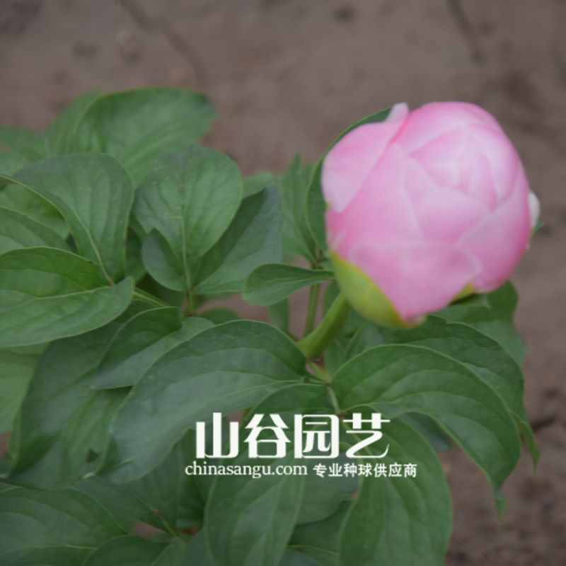 创世大发-芍药