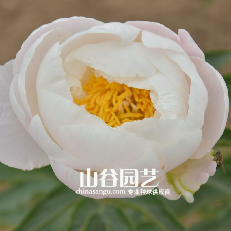 创世大发-芍药