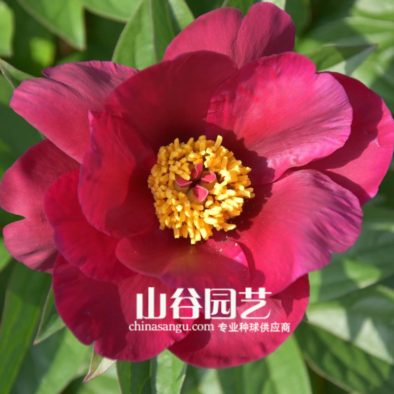 创世大发-芍药