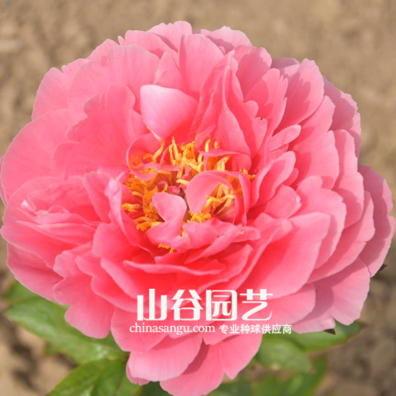创世大发-芍药