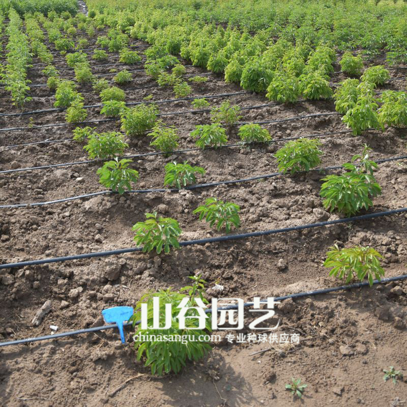创世大发-芍药