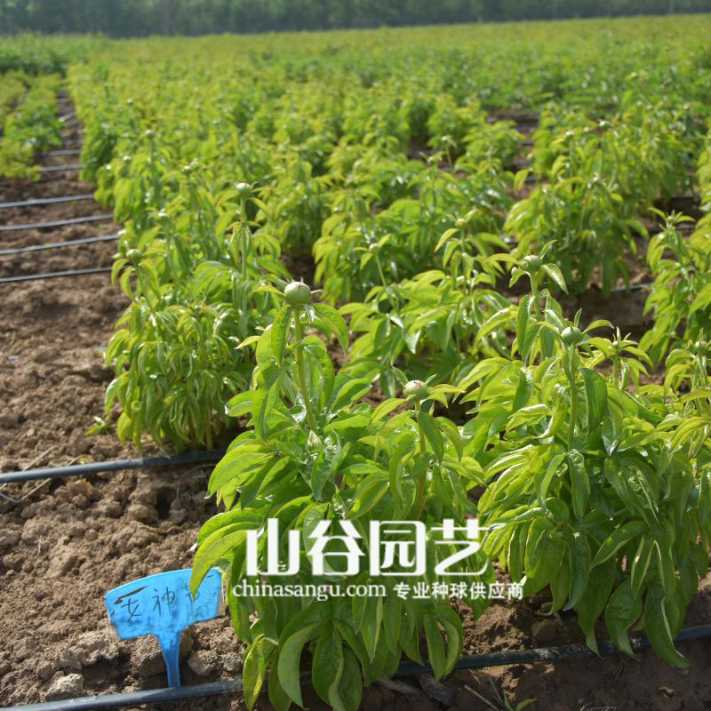 创世大发-芍药