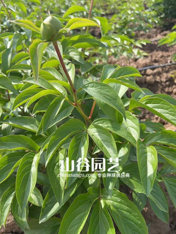 创世大发-芍药