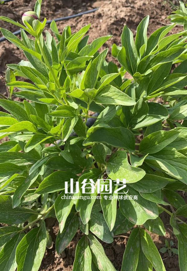 创世大发-芍药