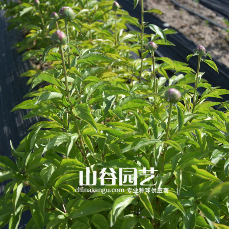 创世大发-芍药