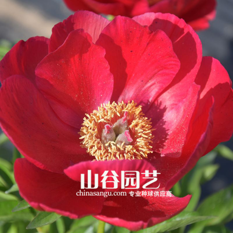 创世大发-芍药