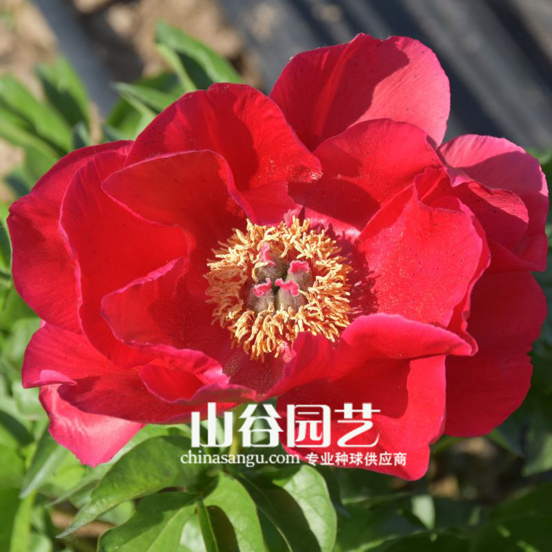 创世大发-芍药