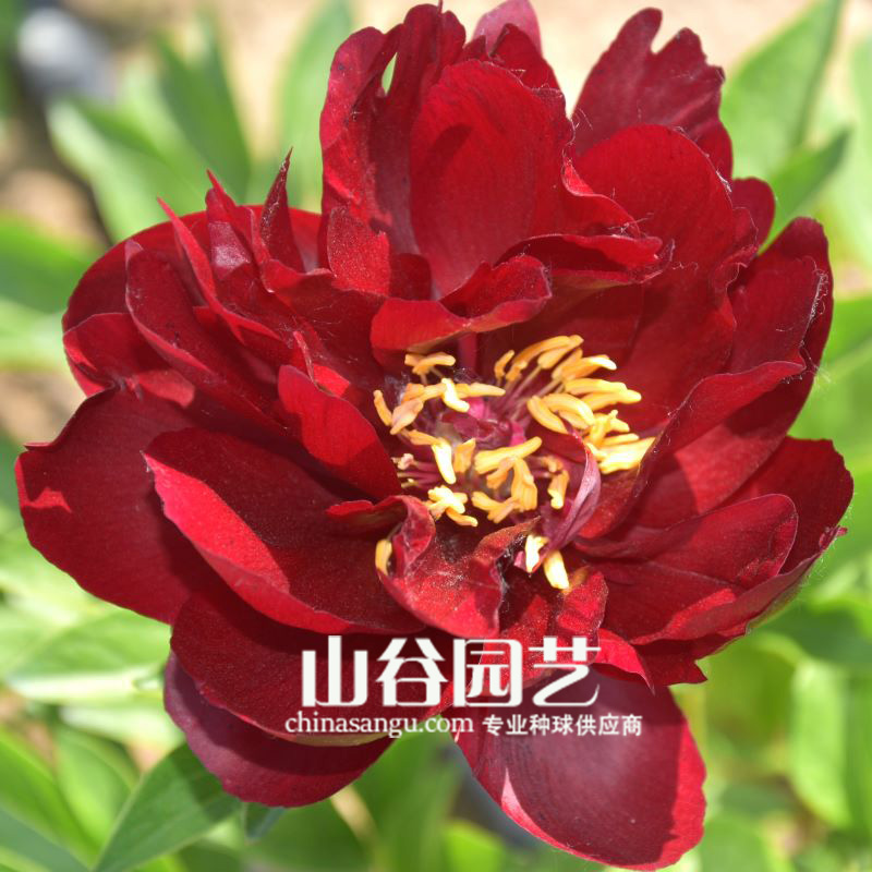 创世大发-芍药