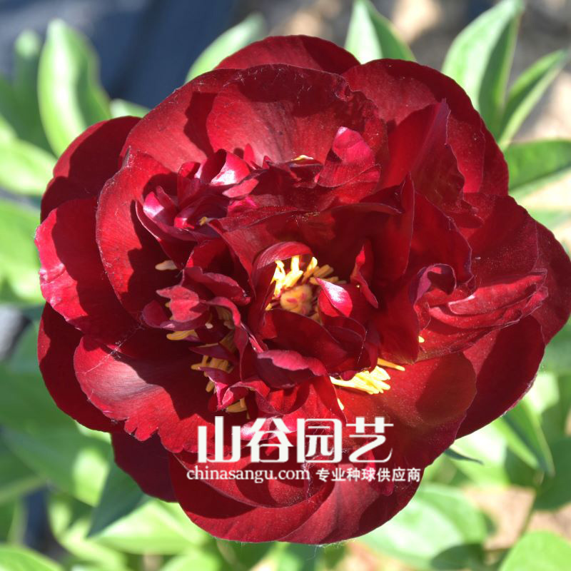 创世大发-芍药