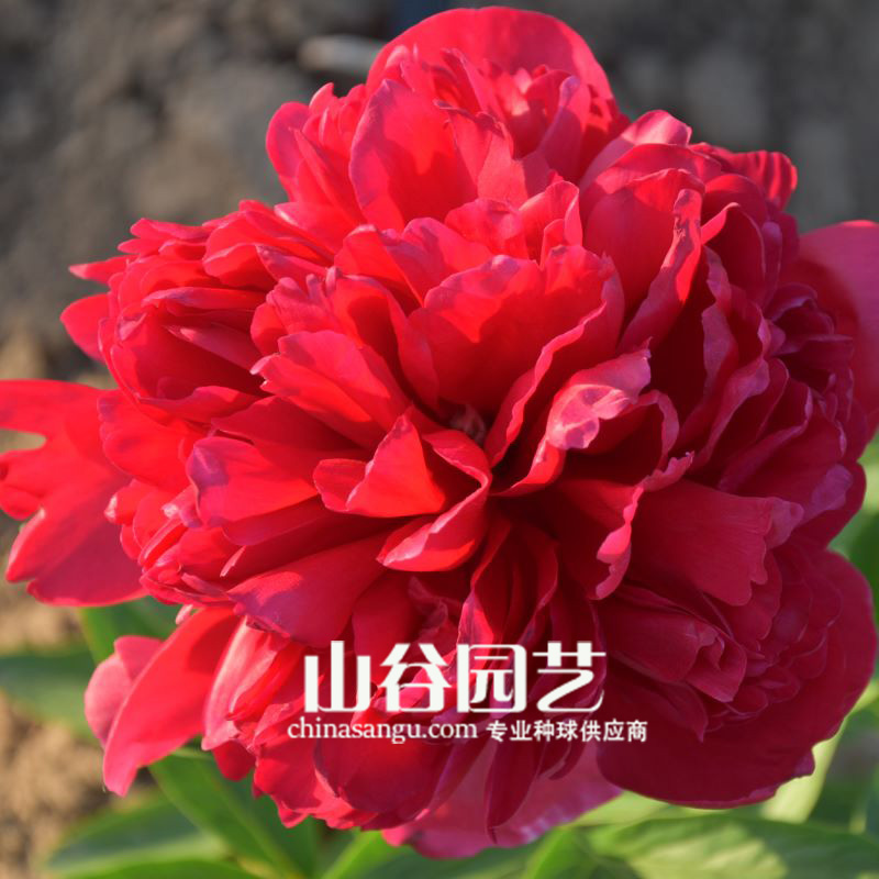 创世大发-芍药