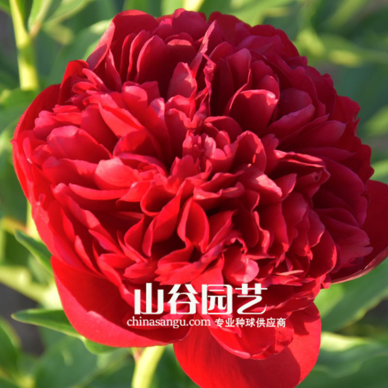 创世大发-芍药