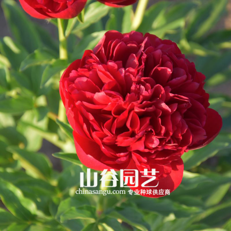 创世大发-芍药