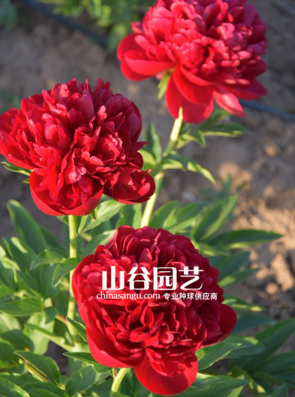 创世大发-芍药