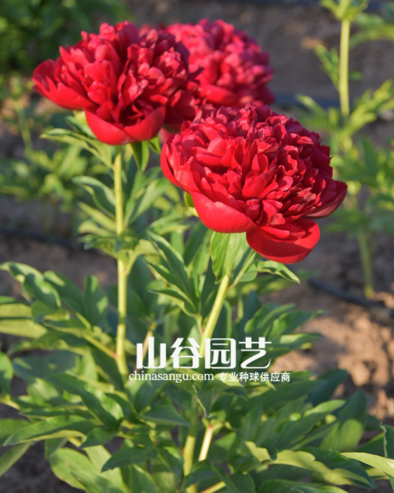 创世大发-芍药