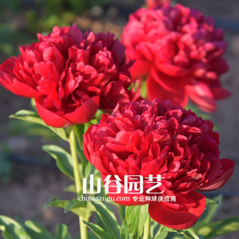 创世大发-芍药