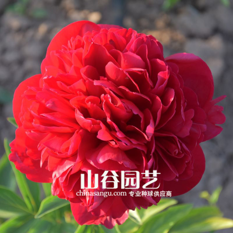 创世大发-芍药
