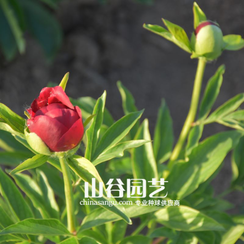 创世大发-芍药