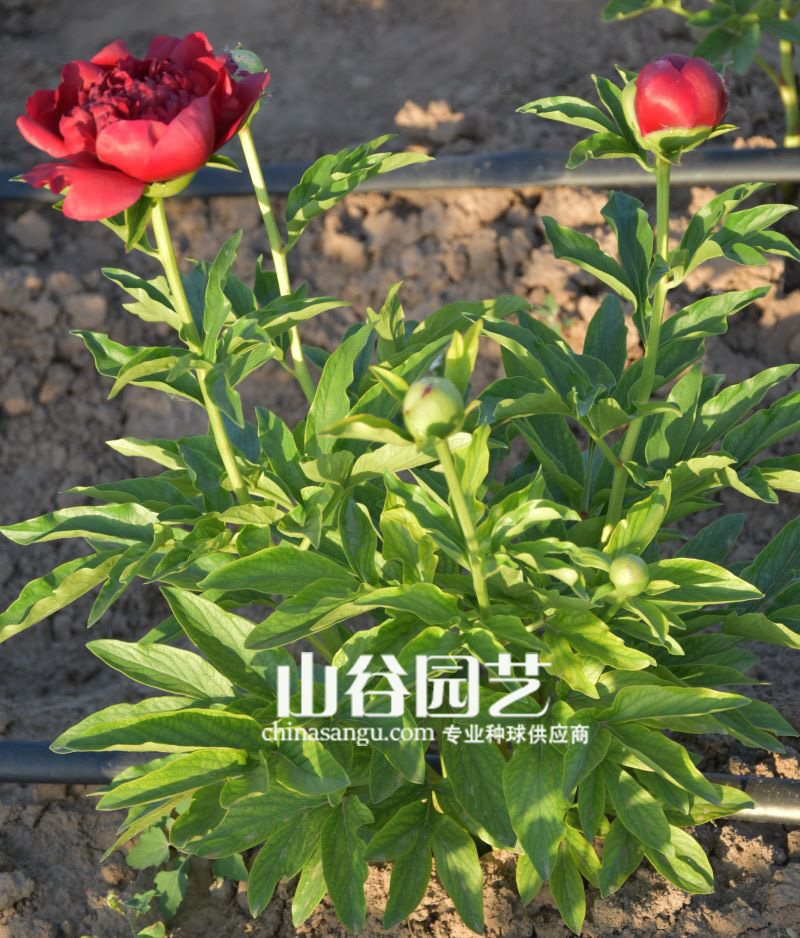 创世大发-芍药