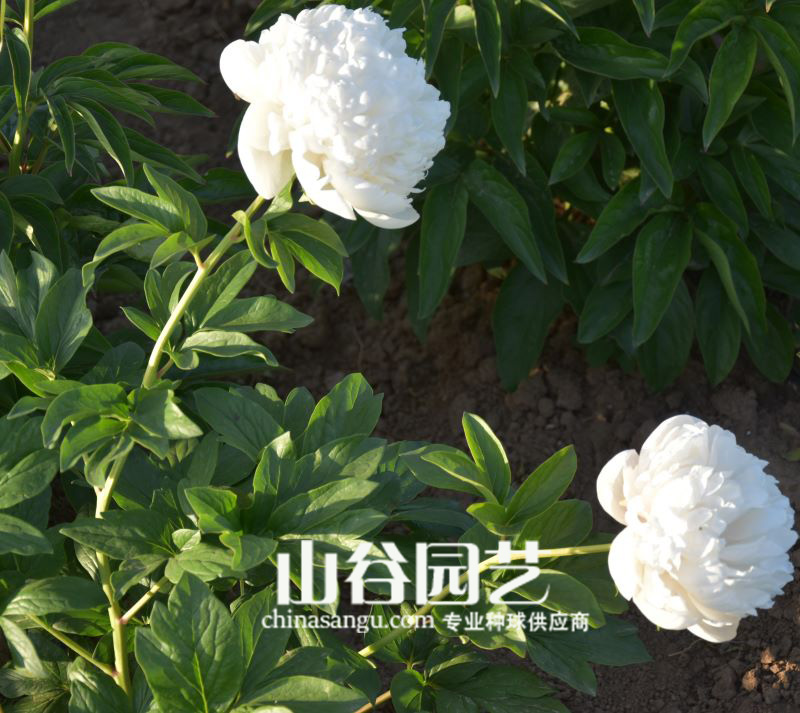 创世大发-芍药