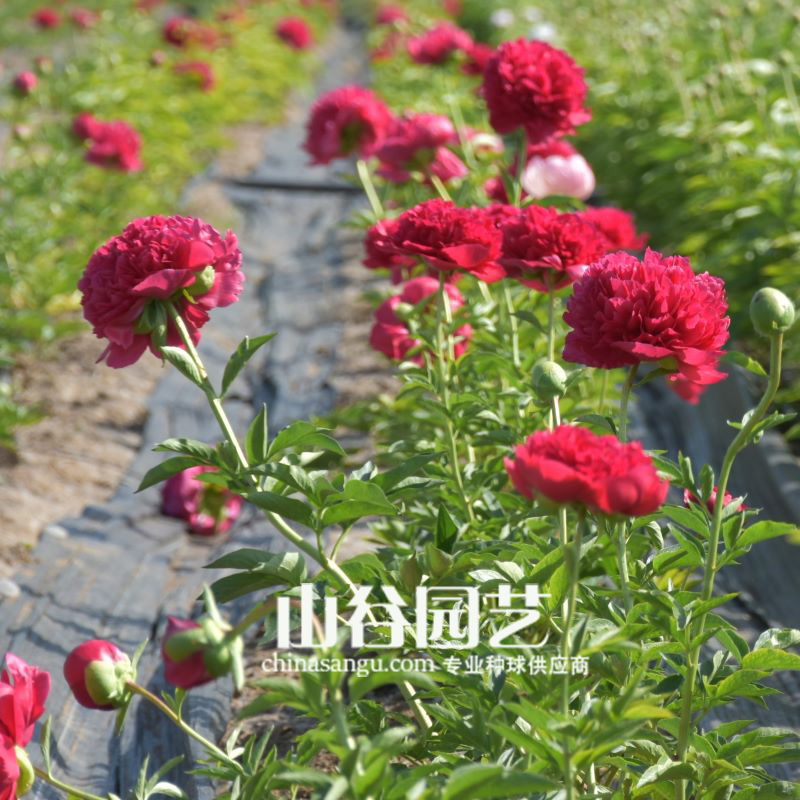 创世大发-芍药