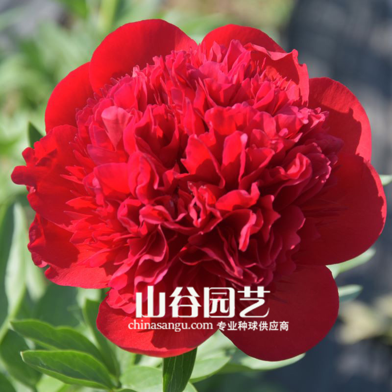 创世大发-芍药