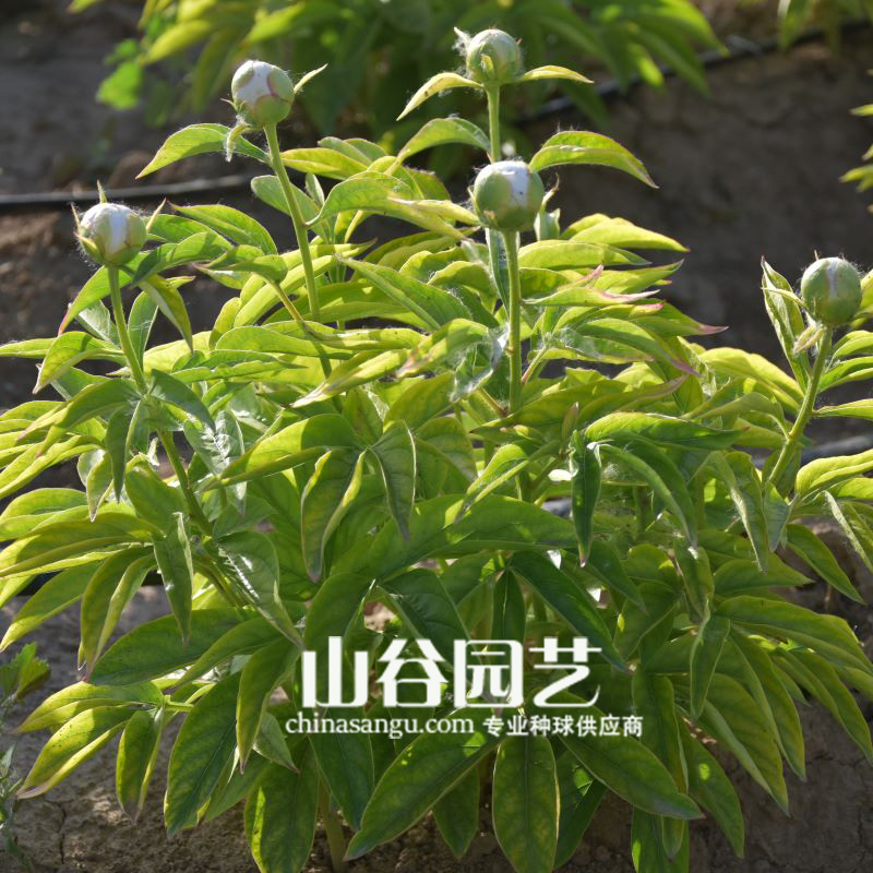 创世大发-芍药