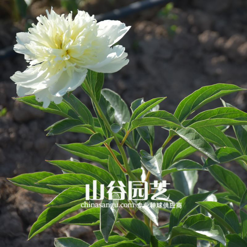 创世大发-芍药