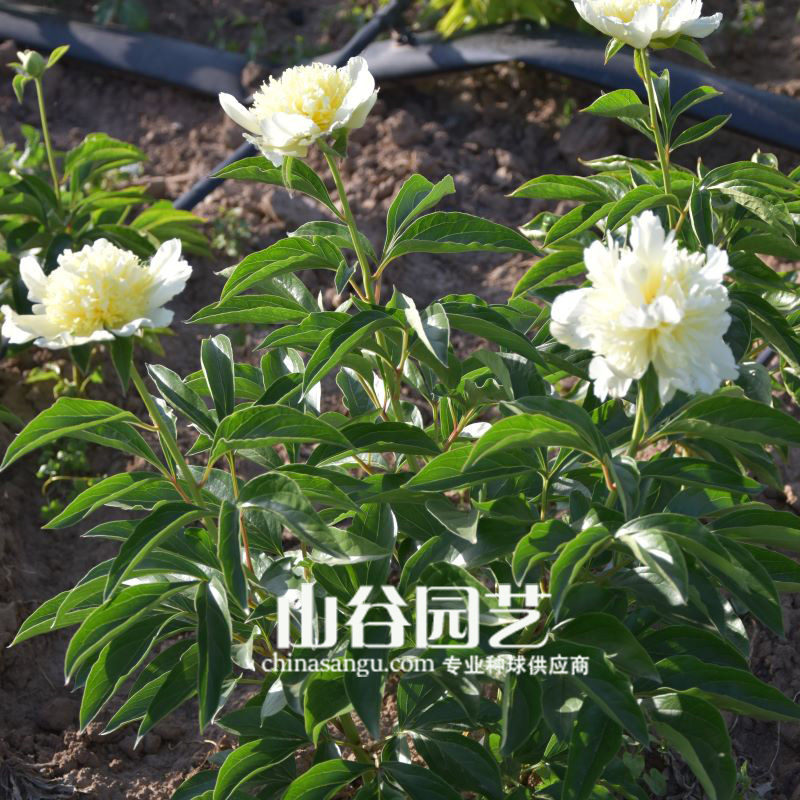 创世大发-芍药