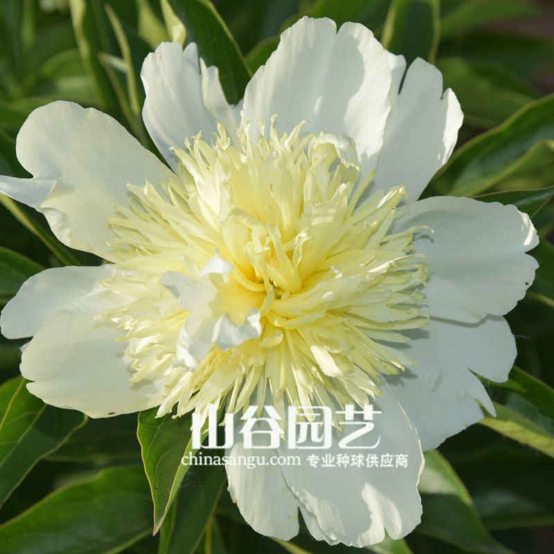创世大发-芍药