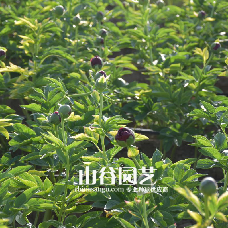 创世大发-芍药