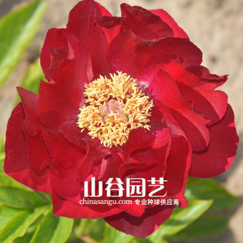 创世大发-芍药