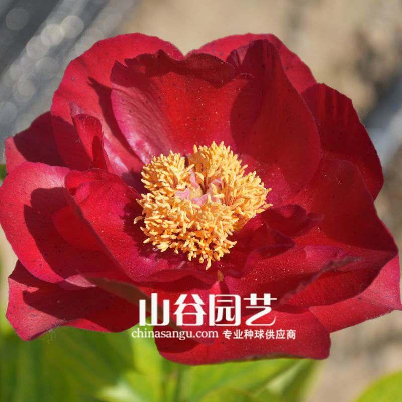 创世大发-芍药