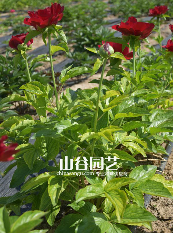 创世大发-芍药