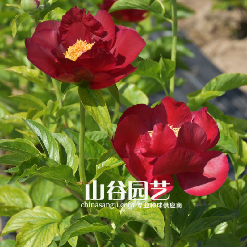 创世大发-芍药