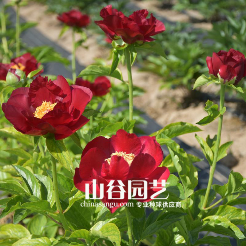 创世大发-芍药