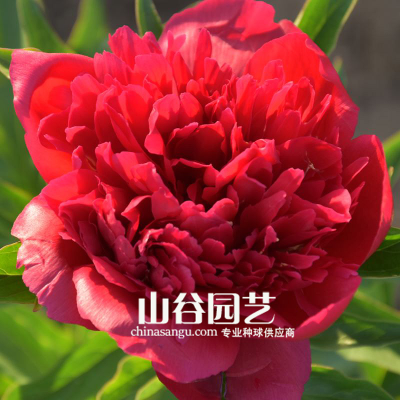 创世大发-芍药