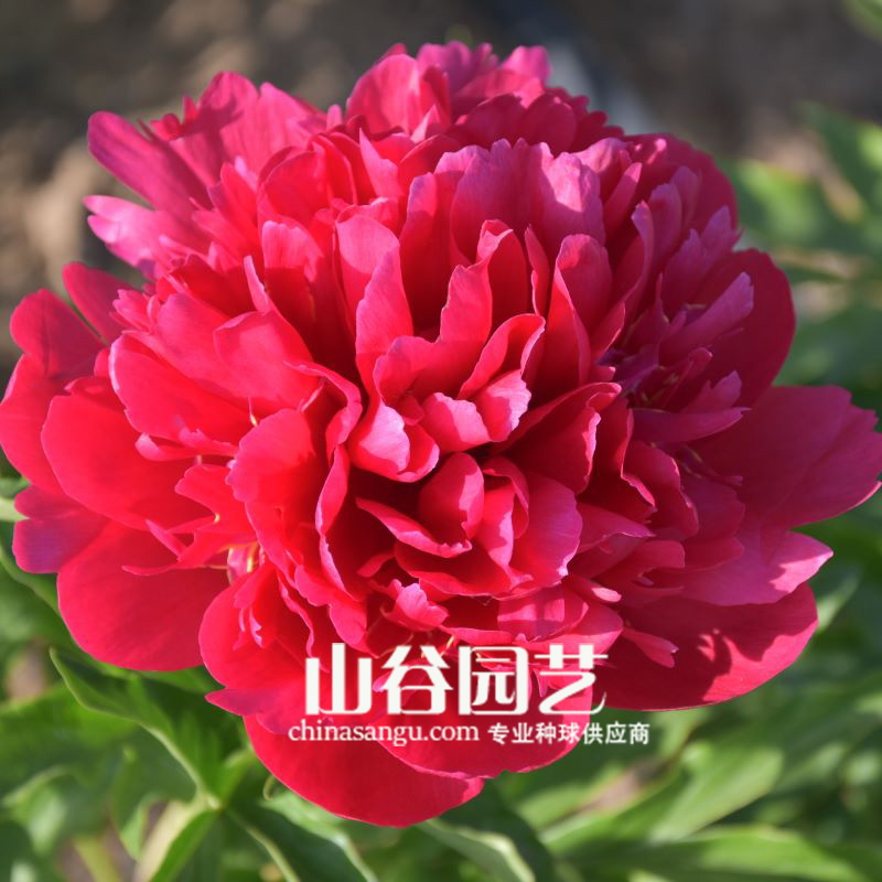 创世大发-芍药